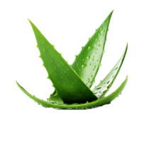 ai generiert Aloe vera png isoliert auf transparent Hintergrund