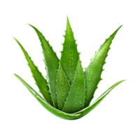 ai genererad aloe vera png isolerat på transparent bakgrund