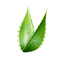 ai genererad aloe vera png isolerat på transparent bakgrund