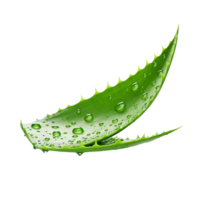 ai generiert Aloe vera png isoliert auf transparent Hintergrund