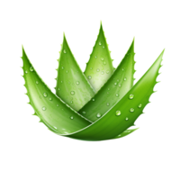 AI generated Aloe vera png isolated on transparent background