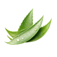 ai genererad aloe vera png isolerat på transparent bakgrund