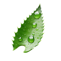 AI generated Aloe vera png isolated on transparent background