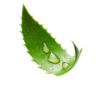 AI generated Aloe vera png isolated on transparent background