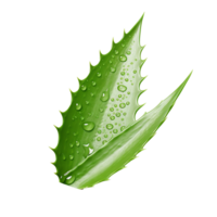 ai genererad aloe vera png isolerat på transparent bakgrund