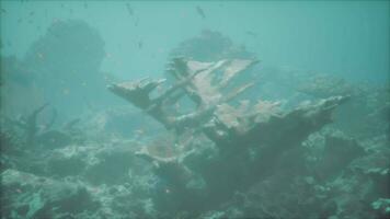 A ship wreck in the ocean surrounded by fish video