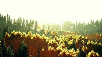 un' maestoso foresta con torreggiante alberi video