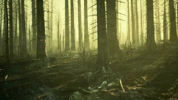 un' bruciato foresta con carbonizzato alberi e coperto di cenere terra video