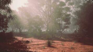 A misty forest with a dense canopy of towering trees video