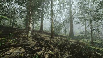 uma floresta preenchidas com grande quantidade do árvores coberto dentro névoa video