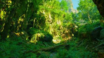 un' lussureggiante verde foresta pieno con molte di alberi video