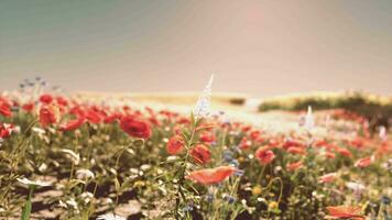 een levendig veld- gevulde met kleurrijk bloemen video