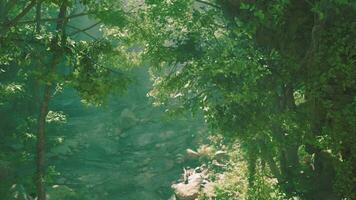 A river running through a lush green forest video