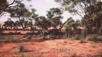 A serene natural landscape with trees and bushes in a rustic field video