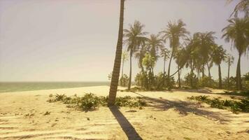 A beach with palm trees and the ocean in the background video