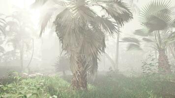 een palm boom in de midden- van een mistig Woud video