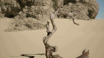 un muerto árbol en el medio de un Desierto video