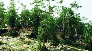 un' sereno paesaggio con alberi su un' vivace verde collina video