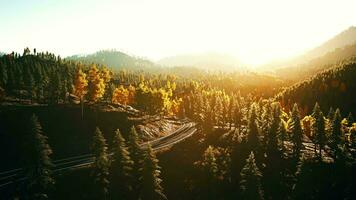 An empty road winding through a peaceful forest at sunset video