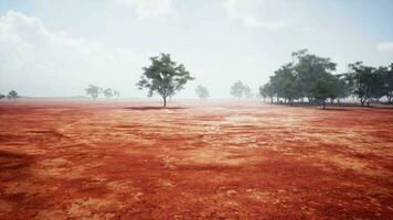 uma pacífico rural panorama com árvores dentro uma grande aberto campo video