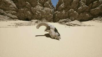 A dead animal on a sandy beach next to some rocks video