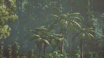 denso tropical floresta tropical com manhã névoa video