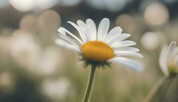 AI generated a single white daisy is in the middle of a field photo