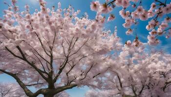 AI generated cherry blossoms in bloom photo