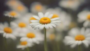 AI generated a close up of a daisy with yellow center photo