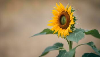 ai generado un girasol es mostrado en frente de un borroso antecedentes foto