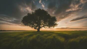 ai generado un solitario árbol soportes en un campo a puesta de sol foto