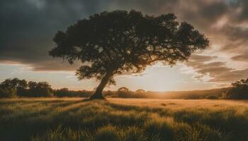 ai generado un solitario árbol en un herboso campo a puesta de sol foto