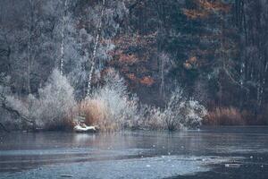 frozen pond in the woods in northern Germany photo