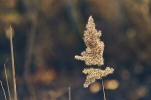 Reed grass top glowing in direct sunlight photo