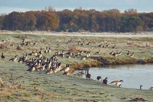 Canada Geese resting at lake shore in late autumn photo