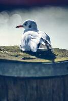 Gaviota sentado a un muelle en del Norte Alemania foto