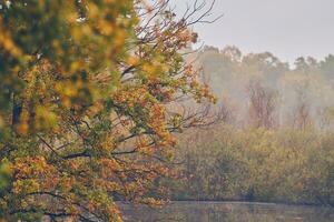 otoño color en el pantano en del Norte Alemania foto