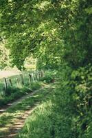 Small path through green nature photo