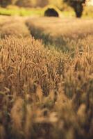Tracks in wheat field photo