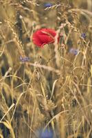 Red poppie in dry field photo