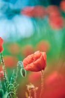 Poppy growing in a green field photo