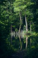 Pond in the woods photo