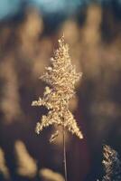 Reed grass top in sunlight photo