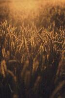 wheat field in sunset photo