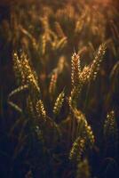 Wheat in sunset light close up photo