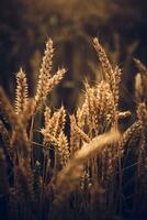 Wheat Crops in summer photo