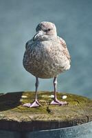 Seagull standing on pole at harbour photo