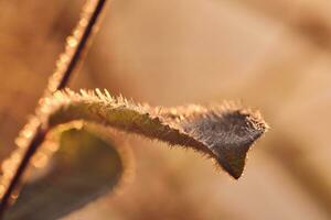 Frozen leaf in warm morning sun photo