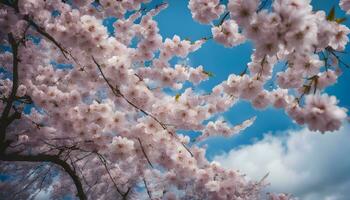 ai generado Cereza flores en el cielo foto