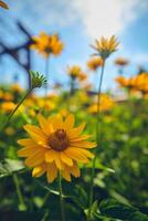 heliopsis verano Dom flor foto